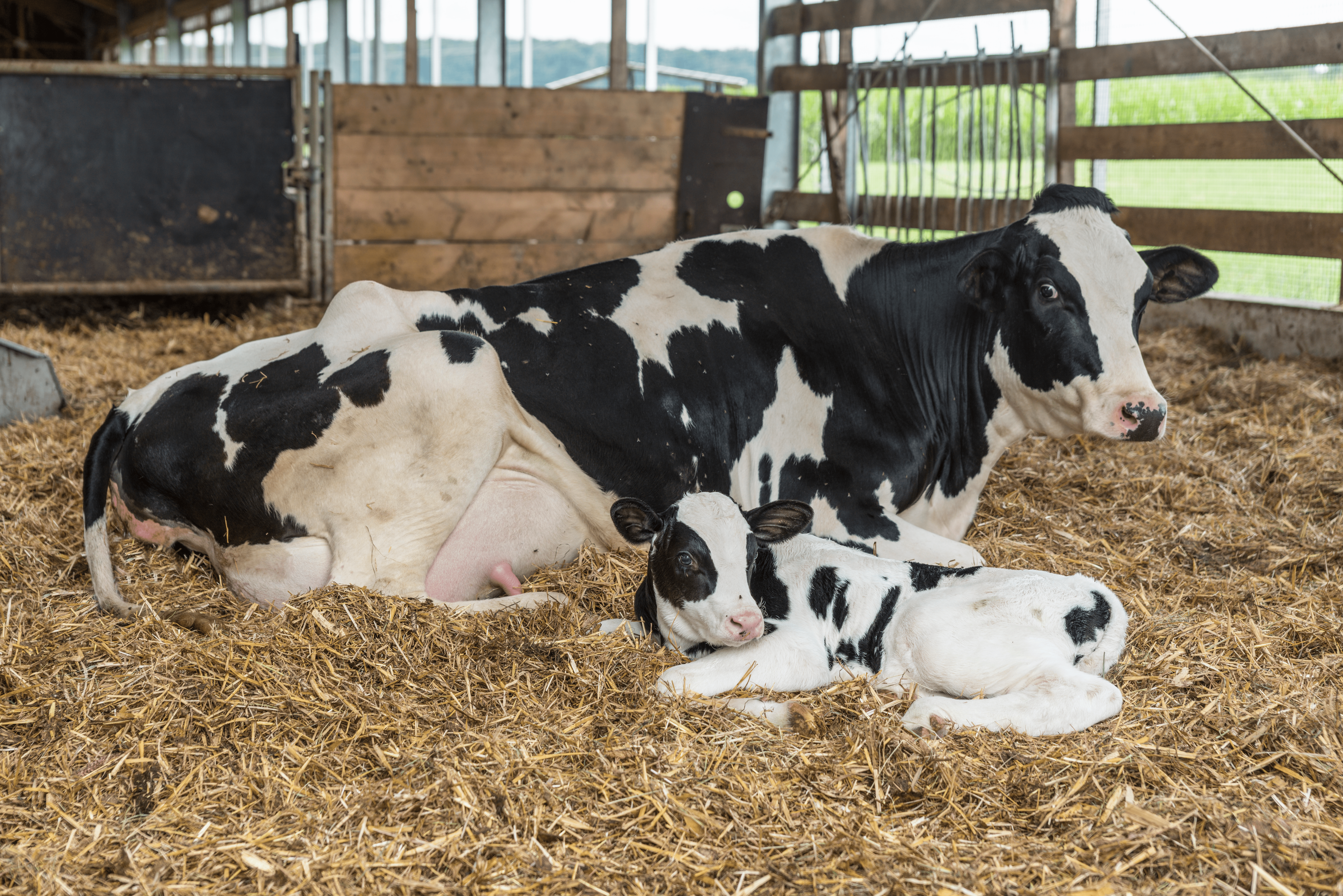 Kuh mit Kalb liegen auf Stroh im Stall