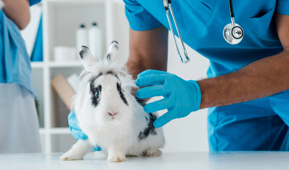 Tier&auml;rztin untersucht Kaninchen mit Stethoskop
