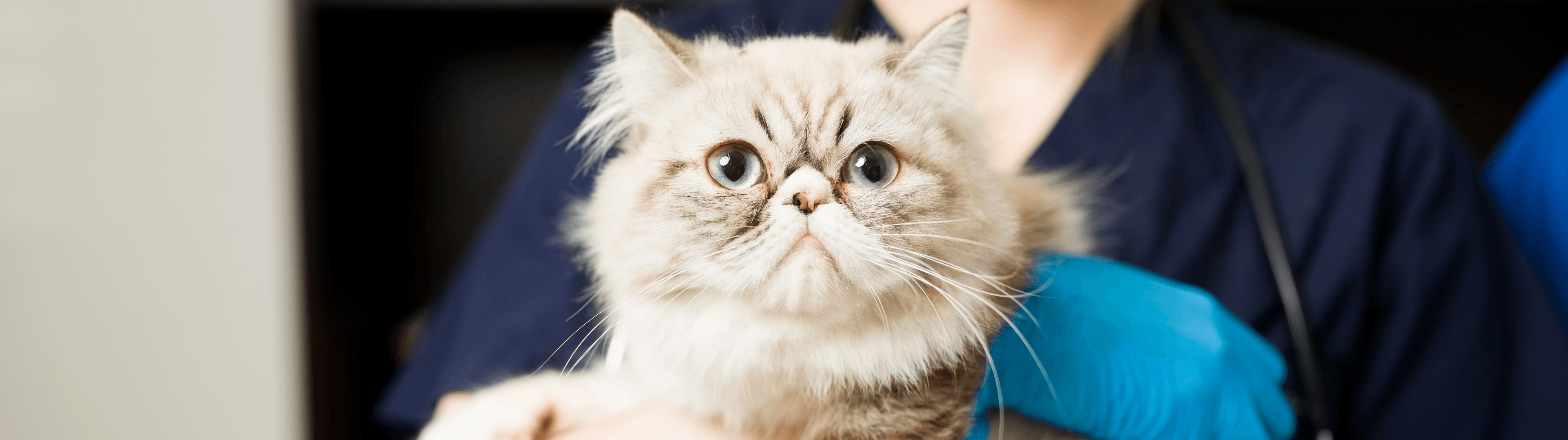 Tierarzt mit Katze in der Kleintierpraxis
